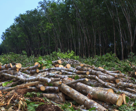 Dinas Lingkungan Hidup Ambon